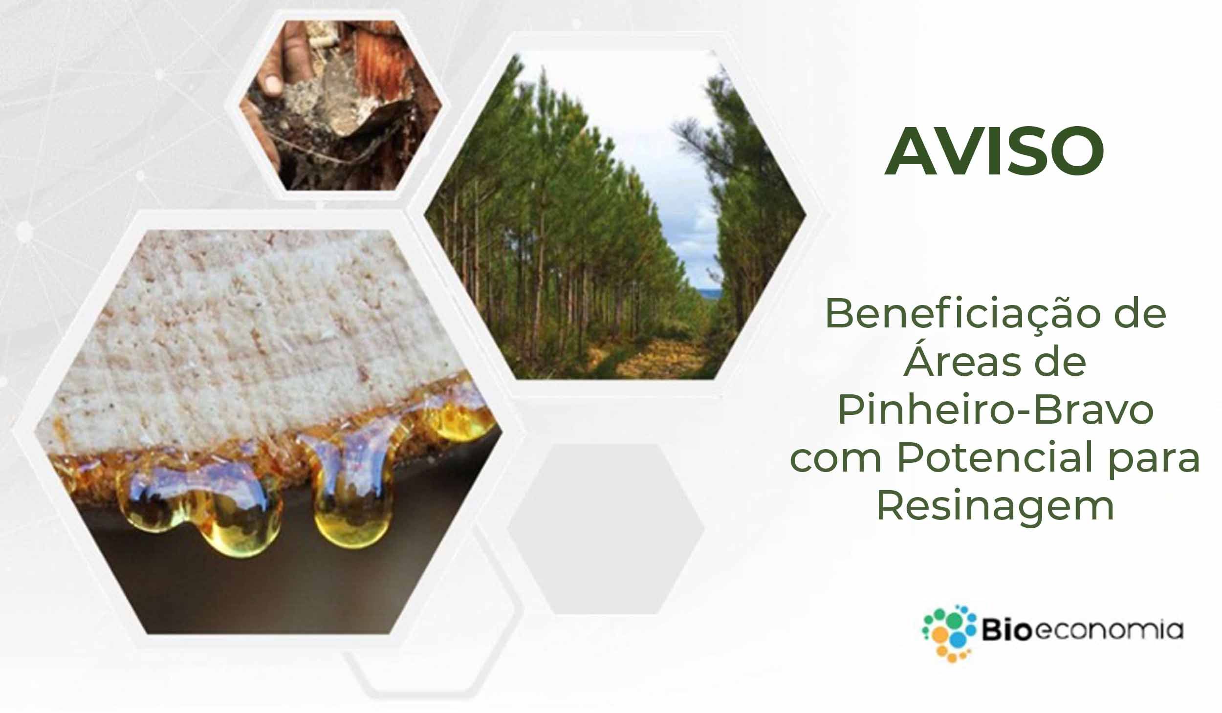Beneficiação de Áreas de Pinheiro-Bravo com Potencial para Resinagem