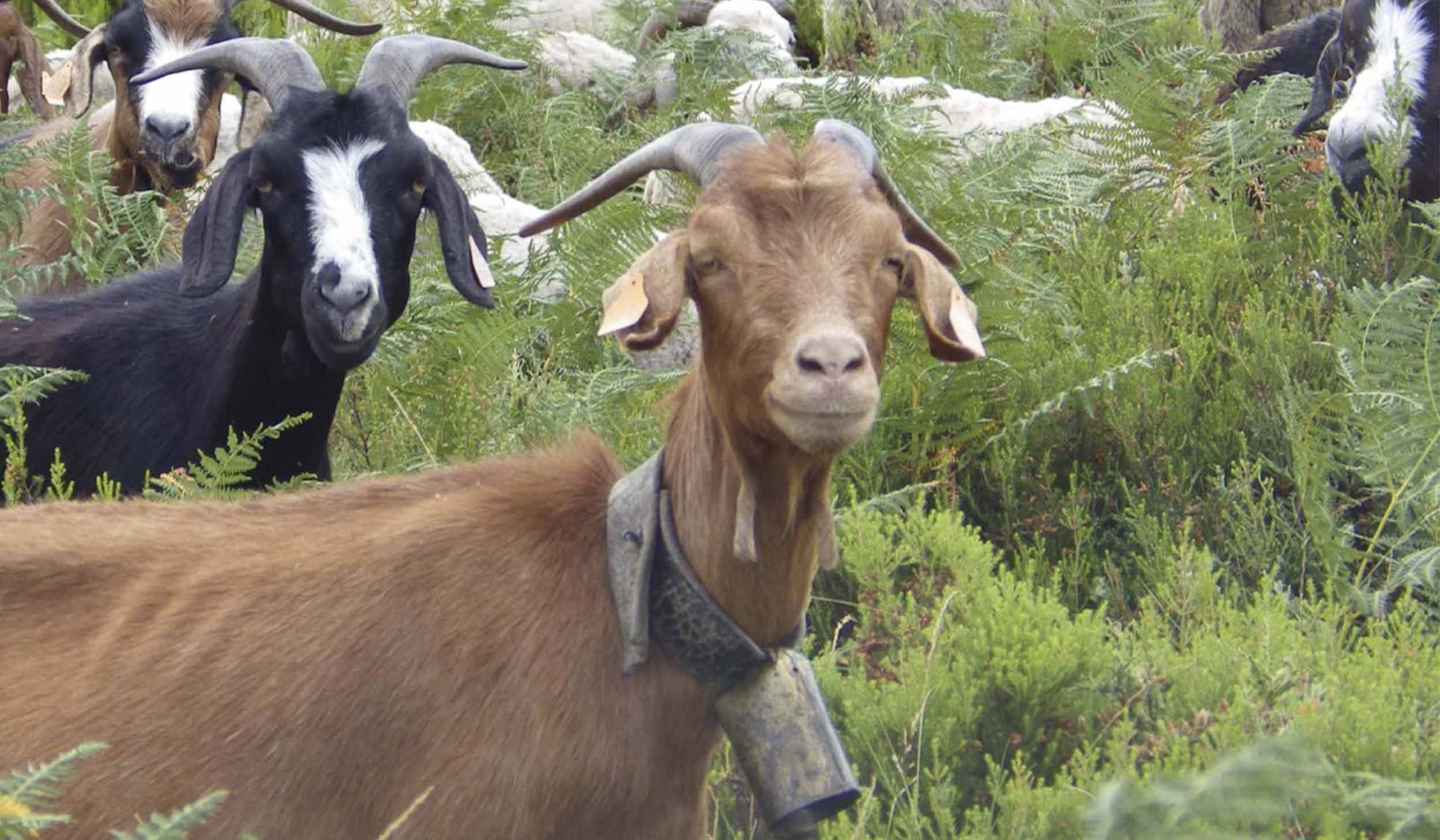 Câmara apoia criação de ovinos e caprinos – Candidaturas até 14 de junho!