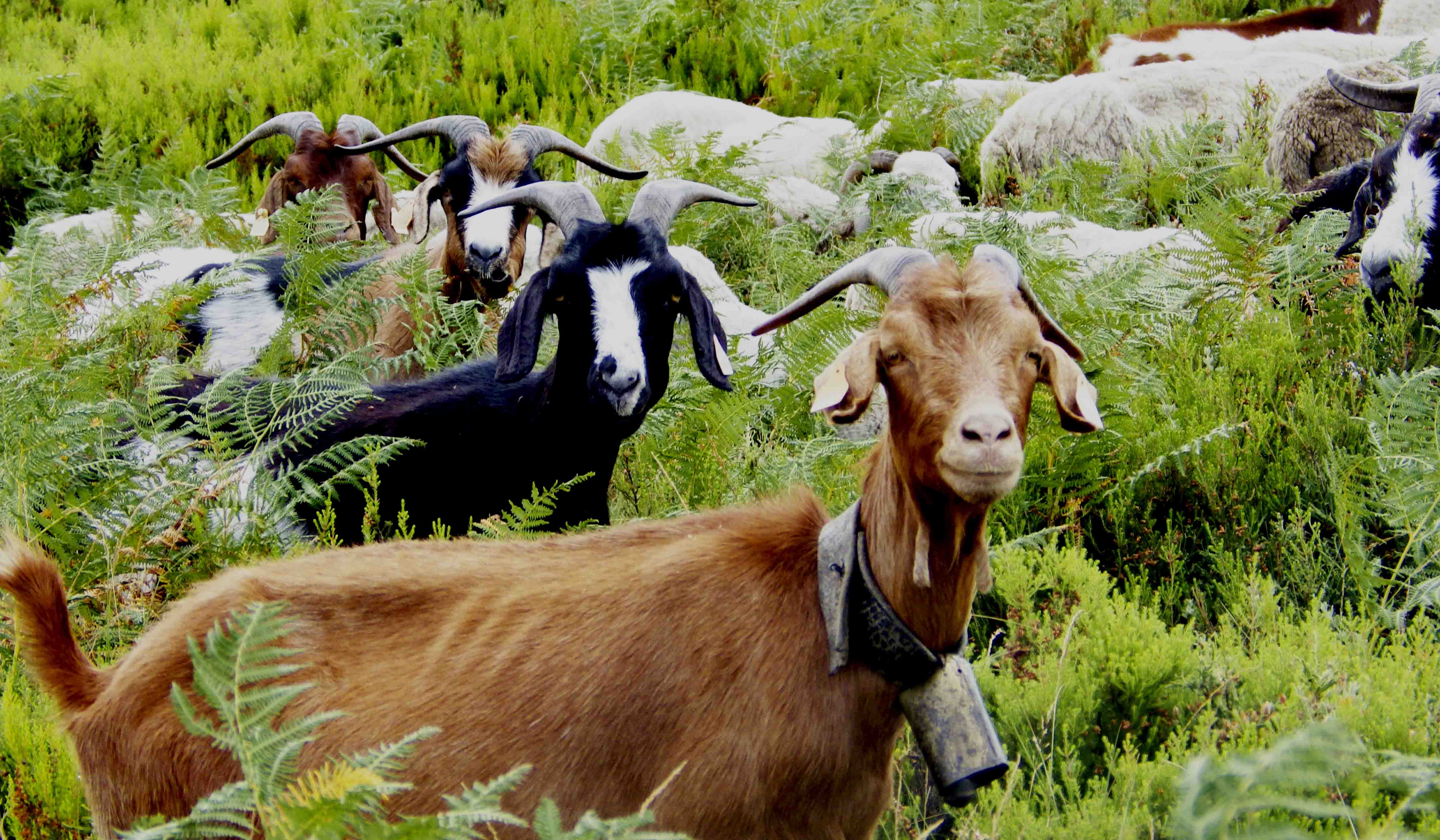 Mais de 11 mil euros para apoiar criadores de ovinos e caprinos de Cinfães