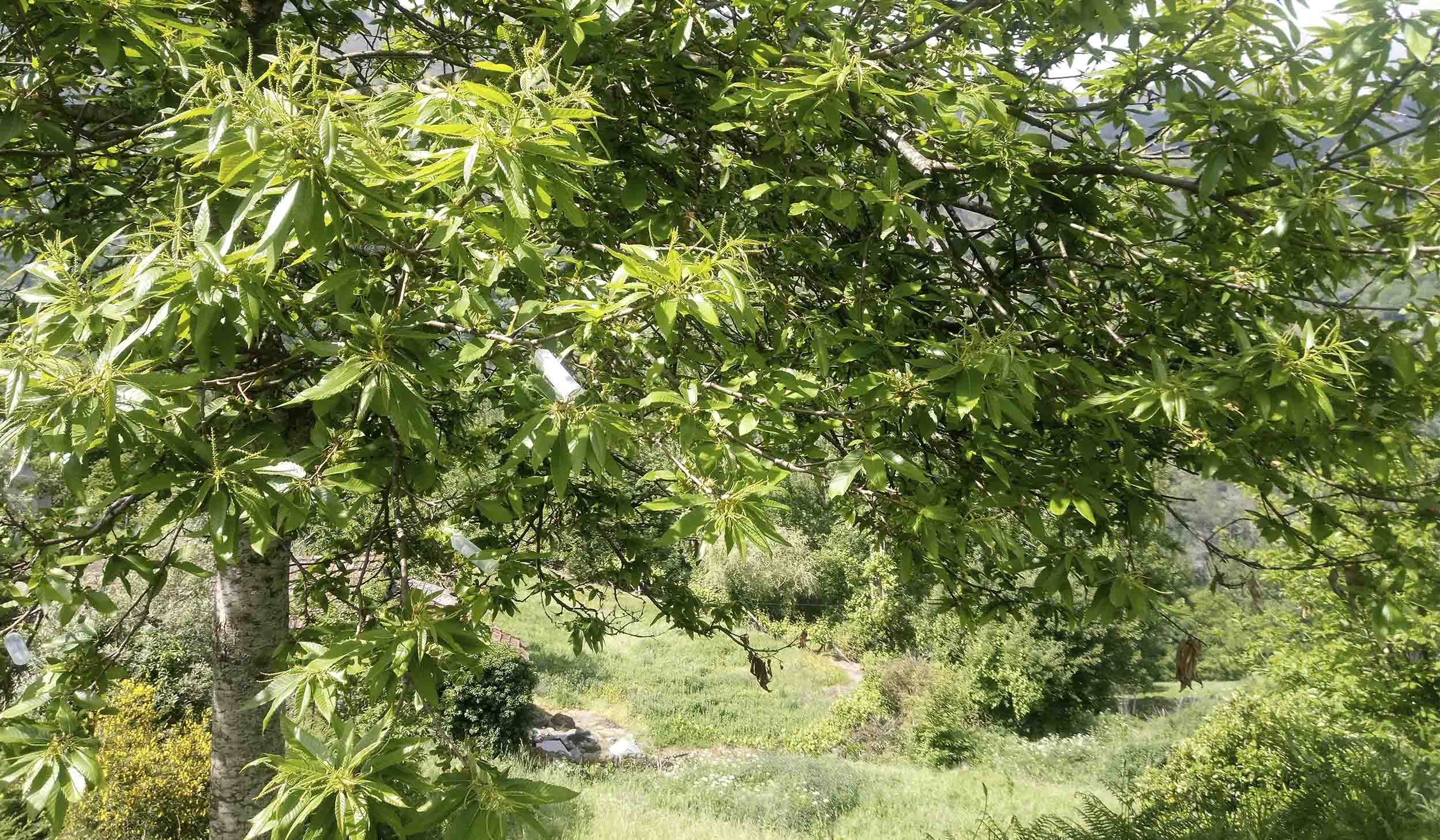 Cinfães reforça combate à vespa do castanheiro com novas largadas biológicas